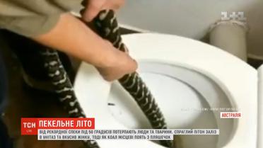 В Австралії пітон заліз до туалету і вкусив жінку за сідниці