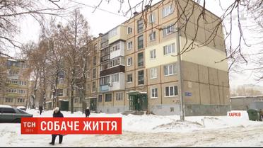 Нестерпне сусідство: у квартирі харківської багатоповерхівки жінка тримає понад два десятки собак