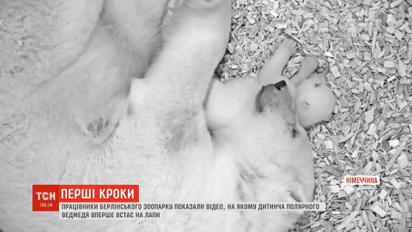 Працівники берлінського зоопарку показали перші кроки дитинчати полярного ведмедя