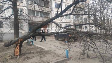 В Киеве дерево чуть не упало на автомобиль/Фото: Telegram-канал "Реальный Киев"