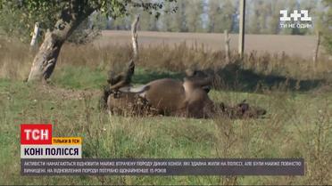 Коні, яких ми майже втратили – чому вони важливі для відродження культури