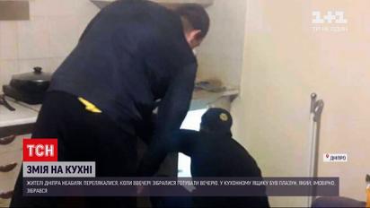 Змея в кухне | жители Днепра нашли пресмыкающееся в комнате