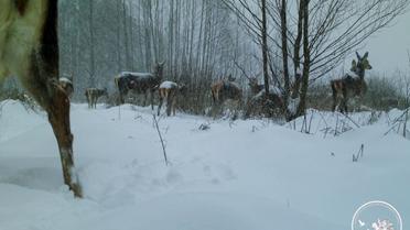Як олені у Чорнобильському заповіднику шукають їжу: з'явилися фото