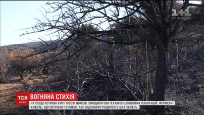 Пепелище вместо оливковых садов. На Крите пожары уничтожили 500 га плантаций