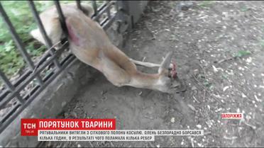 У Запоріжжі рятувальники витягли косулю, яка застрягла у огорожі ДніпроГЕСу