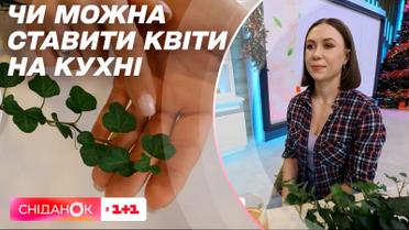 Цветы и растения на кухне: можно ли ставить горшки на кухне и как за ними правильно ухаживать