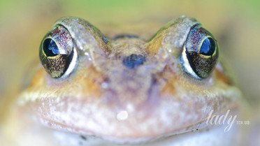 Жаба - символ дня Жаба - символ дня