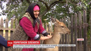 Семья из Одесской области планирует отдать в заповедник олененка, выросшего среди людей