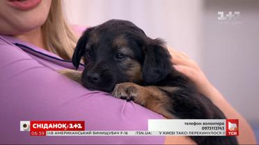 Симпатичные щенки ищут своих хозяев