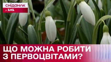 Сезон подснежников: Можно ли продавать собственноручно выращенные первоцветы?