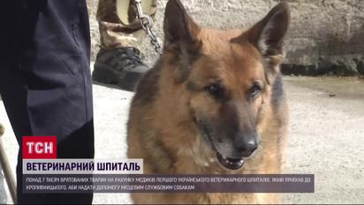 Собаки-воины на линии фронта: как военные ветеринары спасают четвероногих защитников
