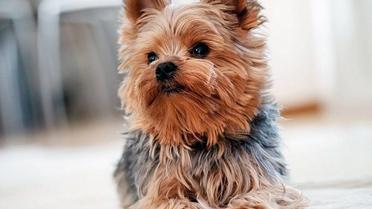 Цуценя йоркширського тер'єра / Фото: petstoday.com.ua