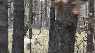 Білий самець лані європейської