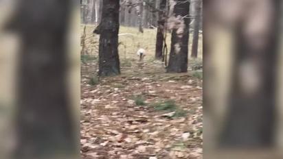 В лісі біля Києва зустріли незвичайного оленя