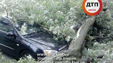 дерево впало на рейтарській_2 / © dtp.kiev.ua