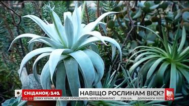 Навіщо рослинам віск - розвінчуємо міфи з Наталею Підлісною