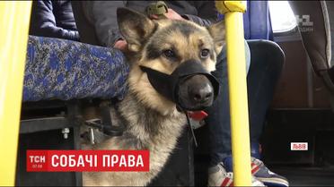 Чоловік два дні не міг виїхати зі Львова, бо його собаці не дозволяли зайти в автобус